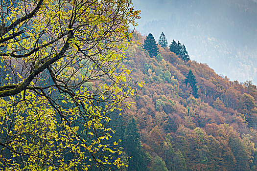 德国,巴登符腾堡,黑森林,秋天,山景
