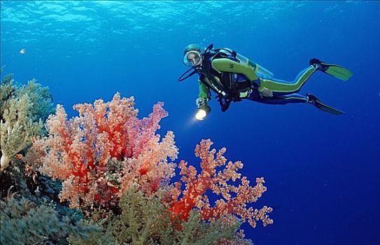 潜水者,珊瑚礁,红色,软珊瑚,岩石,岛屿,埃及,红海