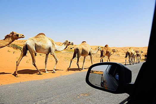 骆驼,穿过,道路,阿联酋,亚洲