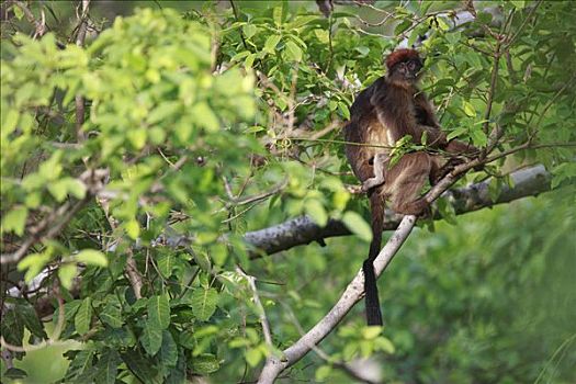 红色,疣猴属,冈贝国家公园,坦桑尼亚
