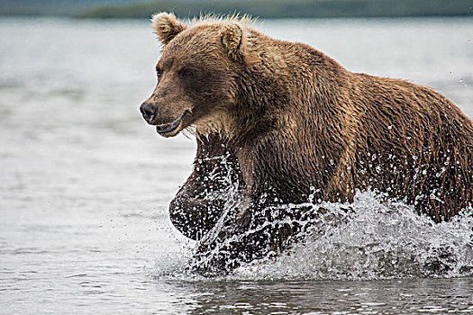 堪察加半岛,棕熊,移动,水,湖,半岛,俄罗斯