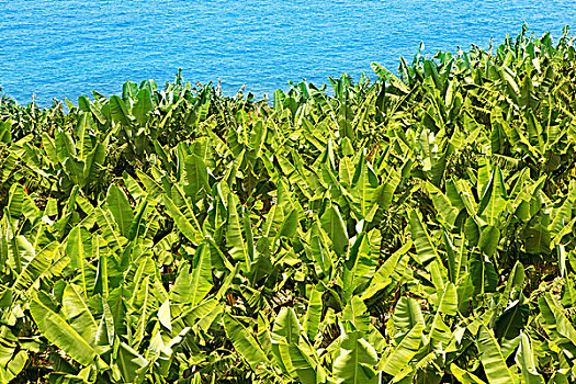 香蕉,种植园,靠近,海洋,帕尔玛