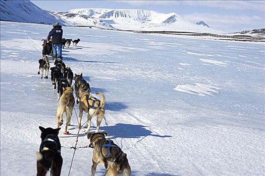 挪威,旅行,上方,山峦,狗拉雪橇,引导,老兵,探索者