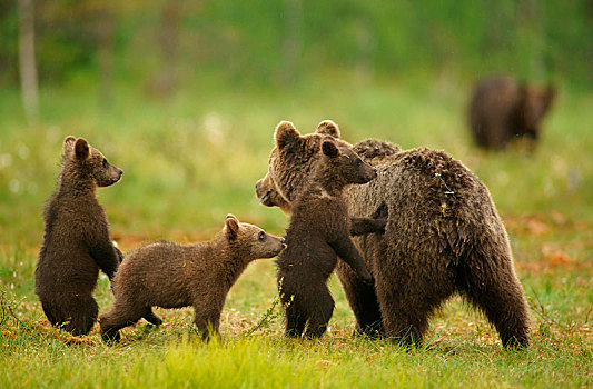 棕熊,女性,幼兽,芬兰,欧洲