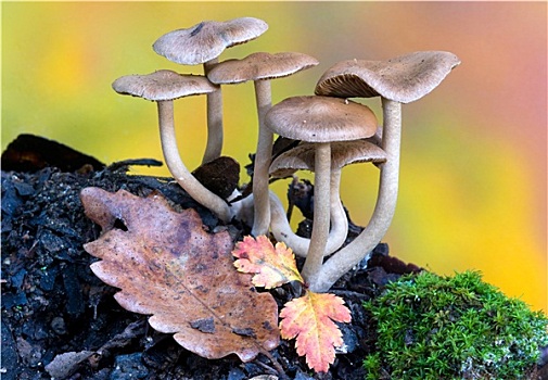 蘑菇,彩色,秋天