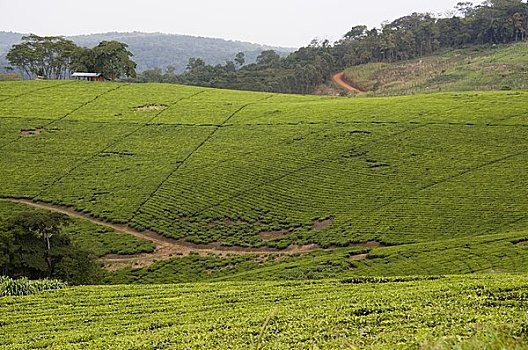 茶园,国家公园,乌干达,非洲