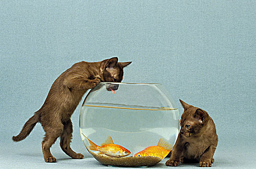 缅甸,家猫,小猫,鱼缸