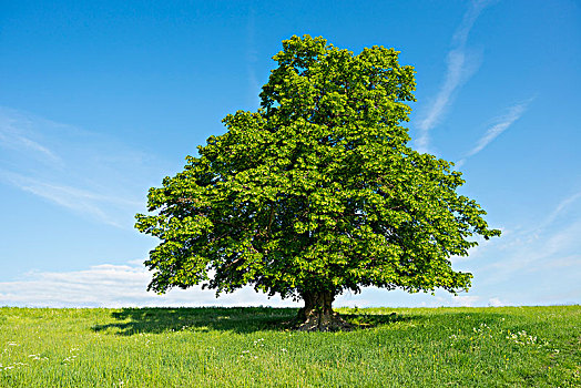 岁月,老,菩提树,椴树属,绿色,草地,孤树,图林根州,德国,欧洲