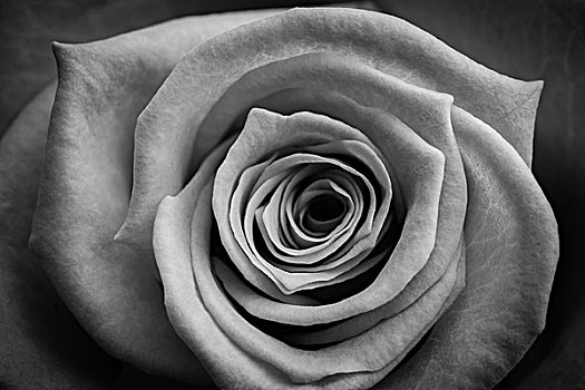 盛开,玫瑰,黑白