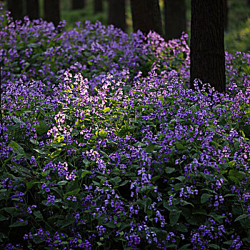 春天的紫花