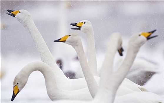 大天鹅,雪地,瑞典
