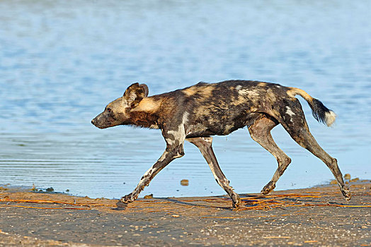 非洲野狗,非洲野犬属,岸边,湖,塞伦盖蒂,坦桑尼亚,非洲