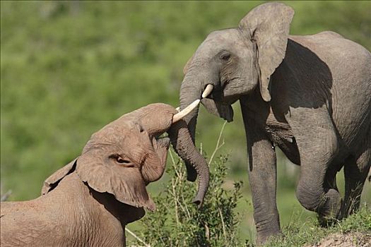 非洲象,幼兽,玩,大象,肯尼亚
