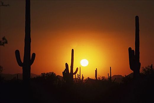 美国,亚利桑那,萨瓜罗国家公园,靠近,图森,日落