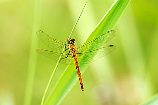 斑点,芦苇,茎