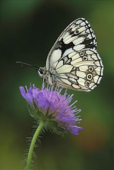 白蝴蝶,蝴蝶,花,瑞士