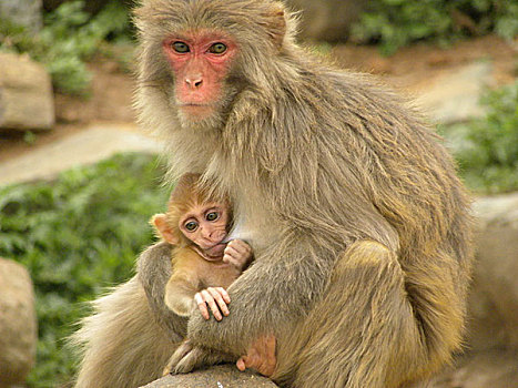 猴子母子