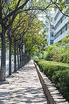 城市的人行道和行道树