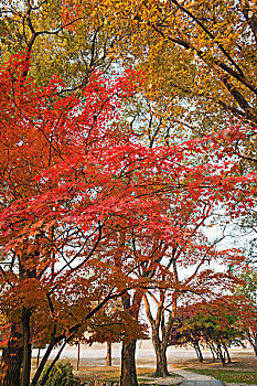 韩国,庆州,树林,秋叶