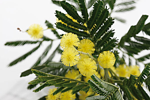 含羞草,花