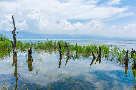 云南大理洱海海舌公园水中的树桩和水草