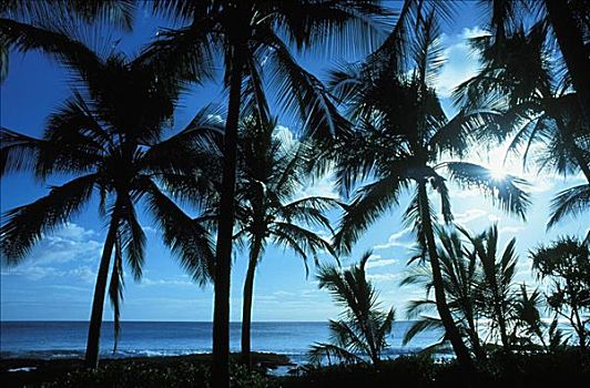 夏威夷,棕榈树,鲜明,漂亮,蓝天