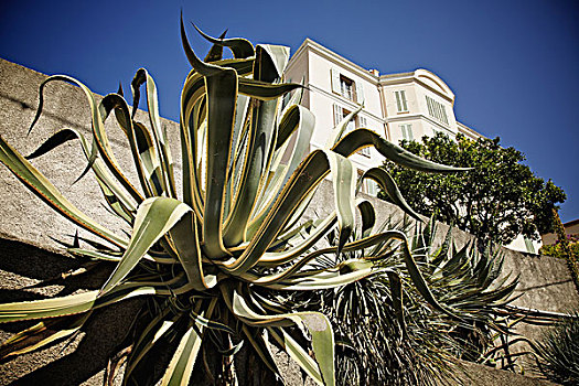植物,白色,建筑背景,戛纳,普罗旺斯,法国