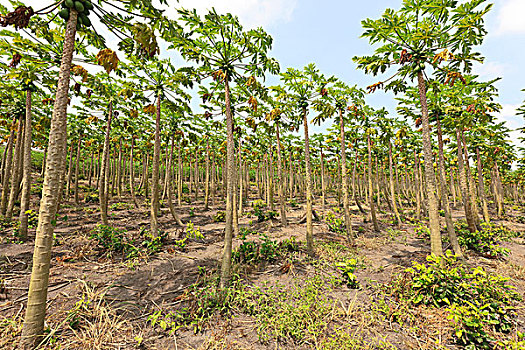 木瓜,树,种植园,巴西