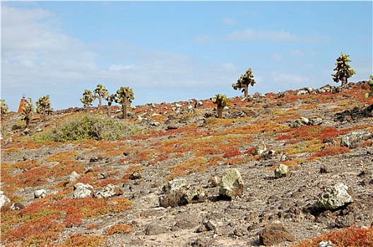 岩石,地形,加拉帕格斯群岛