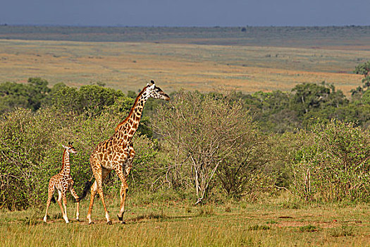 马赛长颈鹿,马赛马拉国家保护区,肯尼亚,非洲