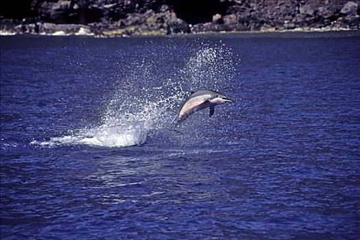 夏威夷,飞旋海豚,长吻原海豚,联结,鮣鱼,空气