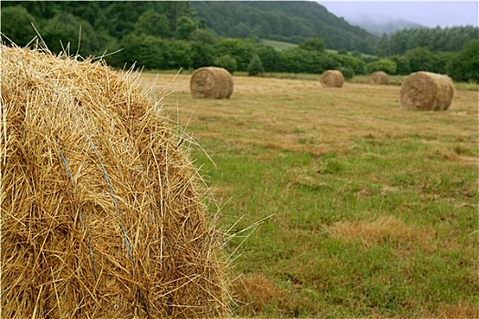 干草,圆,大捆,干燥,小麦,粮食