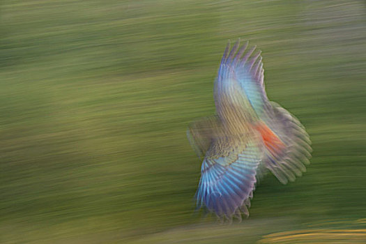 食肉鹦鹉,飞行,亚伯塔斯曼国家公园,纳尔逊,南岛,新西兰