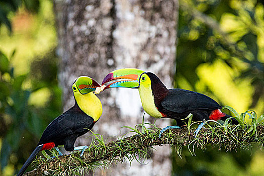 巨嘴鸟,泻湖,哥斯达黎加,中美洲,北美