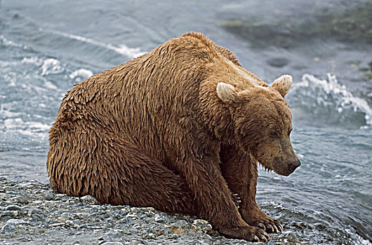 湿,阿拉斯加棕熊,沮丧,外观,休息,边缘,河,阿拉斯加,美国