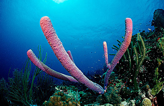 海绵,珊瑚,礁石,博奈尔岛,荷属列斯群岛,加勒比海