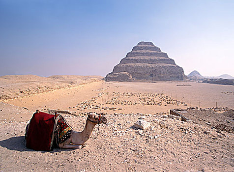 骆驼,坐,金字塔,埃及