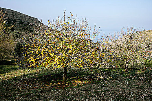 无花果树,果园,马略卡岛,西班牙