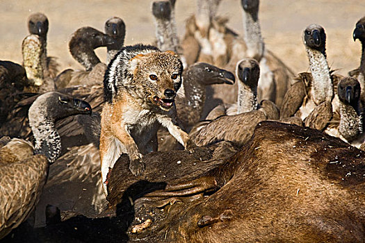 黑背狐狼,黑背豺,可怕,非洲,白背兀鹫,白背秃鹫,蓝角马,角马,畜体,马卡迪卡迪盐沼,博茨瓦纳