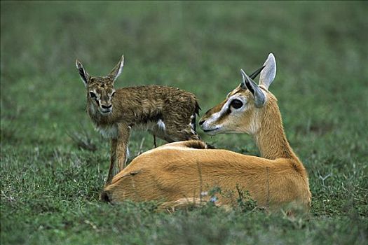 汤氏瞪羚,母兽,诞生,奋力,恩格罗恩格罗,保护区,坦桑尼亚