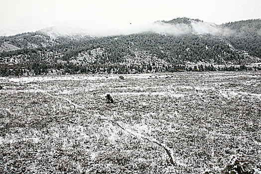 四川,黄龙,雪山,寒冷,村庄,户外