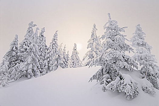 冬季风景,树,积雪,序列,自然,植被,风景,树林,边缘,冬日树林,针叶树,冬天,雪面,原生态,白霜,安静,孤单,无人,隔绝,偏僻