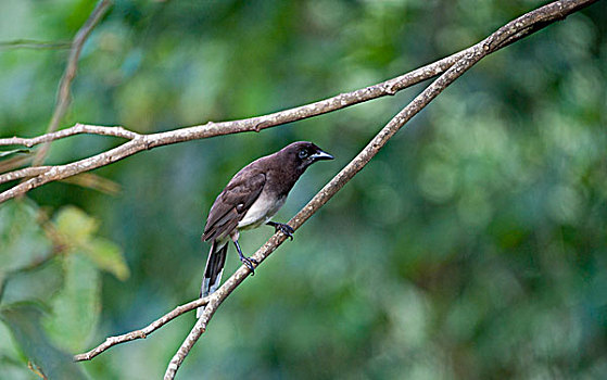 褐色,鸟类,哥斯达黎加,中美洲