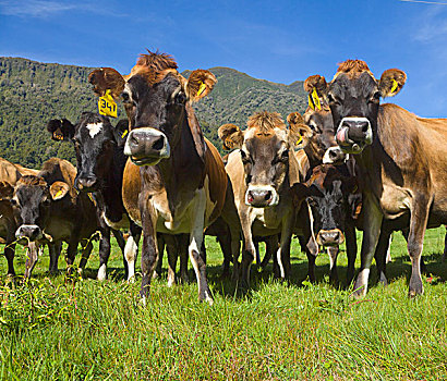 家牛,绿色,草场,南岛,新西兰