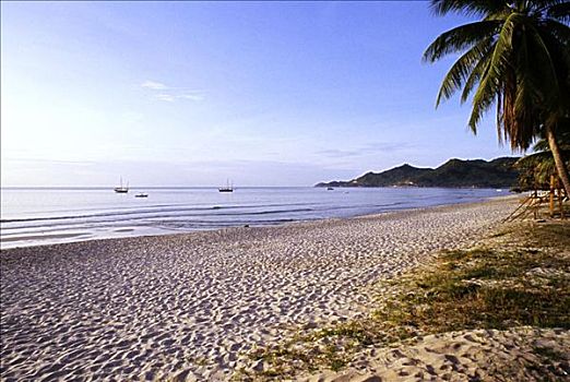 泰国,苏梅岛,热带,白沙滩,棕榈树