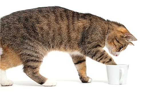 小,猫,咖啡杯