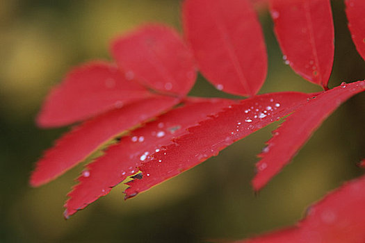 山梨,叶子