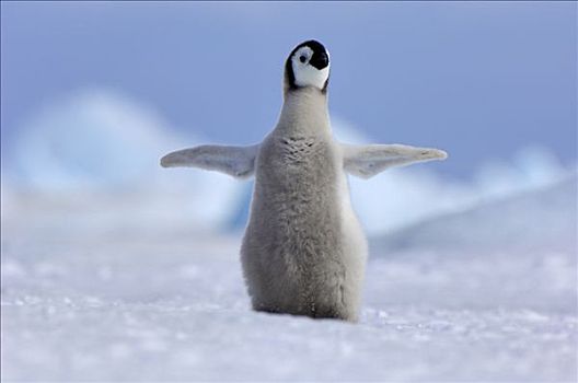 帝企鹅,幼禽,展翅,雪丘岛,南极