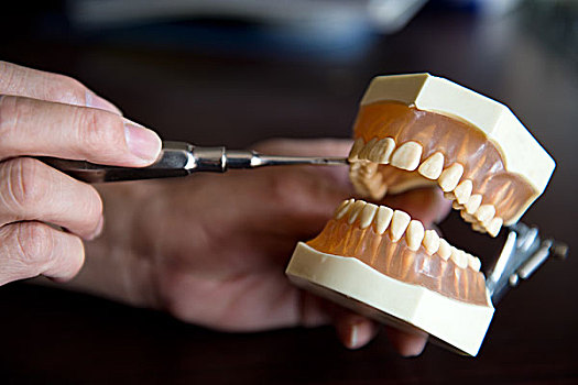 牙医,拿着,牙齿,模型,办公室
