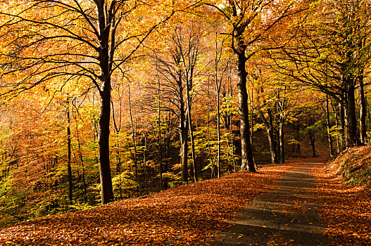 秋色,树林,秋季,彩色,自然